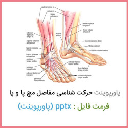 دانلود فایل پاورپوینت حرکت شناسی مفاصل مچ پا و پا دانلود فایل پاورپوینت حرکت شناسی مفاصل مچ پا و پا