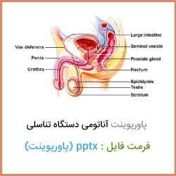 دانلود فایل پاورپوينت آناتومی دستگاه تناسلی زنان و مردان دانلود فایل پاورپوينت آناتومی دستگاه تناسلی زنان و مردان