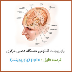 دانلود فایل پاورپوینت آناتومی دستگاه عصبی مرکزی دانلود فایل پاورپوینت آناتومی دستگاه عصبی مرکزی