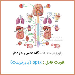 دانلود فایل پاورپوینت دستگاه عصبی خودکار دانلود فایل پاورپوینت دستگاه عصبی خودکار