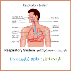دانلود فایل پاورپوینت سیستم تنفس Respiratory System دانلود فایل پاورپوینت سیستم تنفس Respiratory System