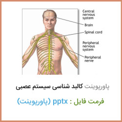 دانلود فایل پاورپوینت کالبد شناسی سیستم عصبی دانلود فایل پاورپوینت کالبد شناسی سیستم عصبی