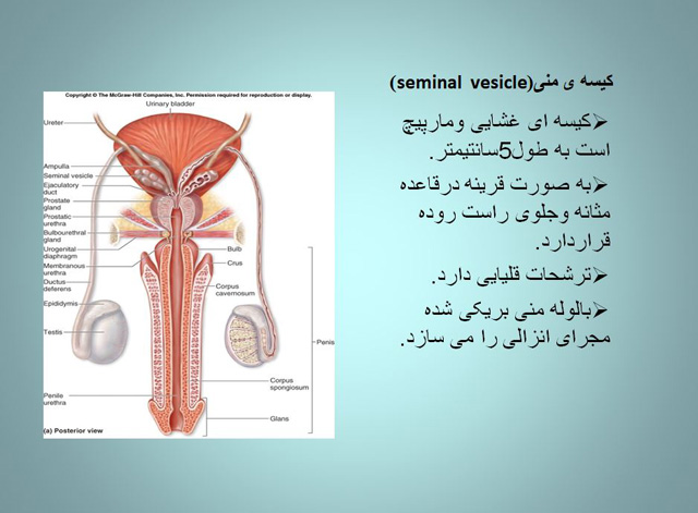 آناتومی دستگاه تناسلی زنان و مردان